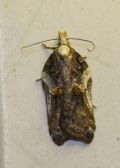 Acleris cristana